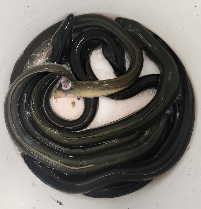 Live Eels, Each