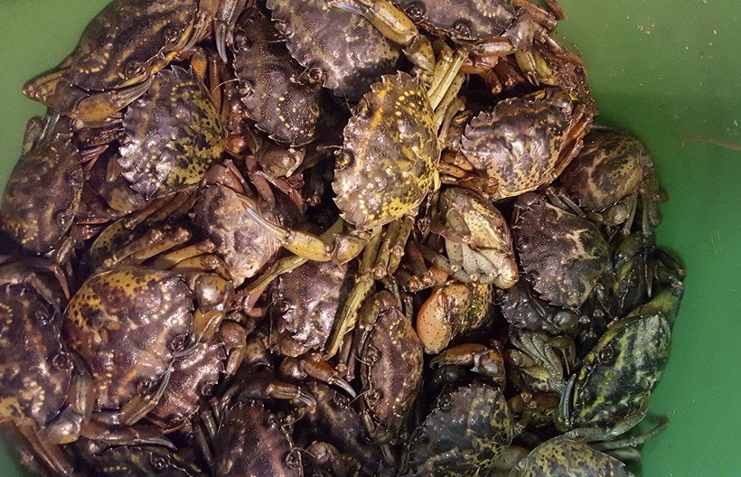 GREEN CRABS