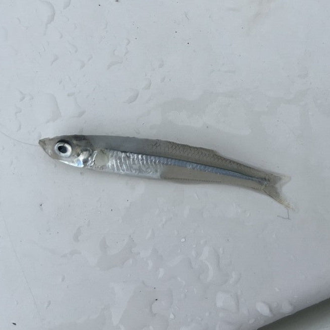 Cocktail Blues feeding on Silversides