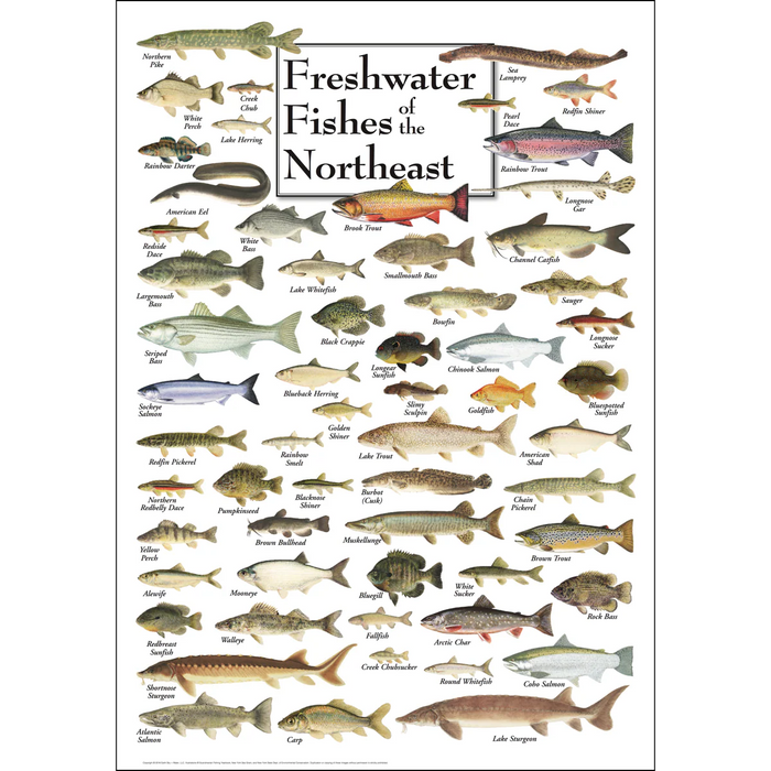 POSTER, FRESHWATER FISHES OF NE