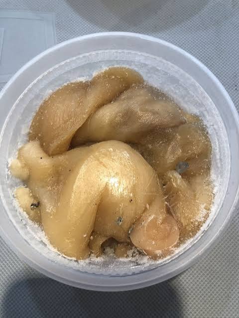 CLAM TONGUE