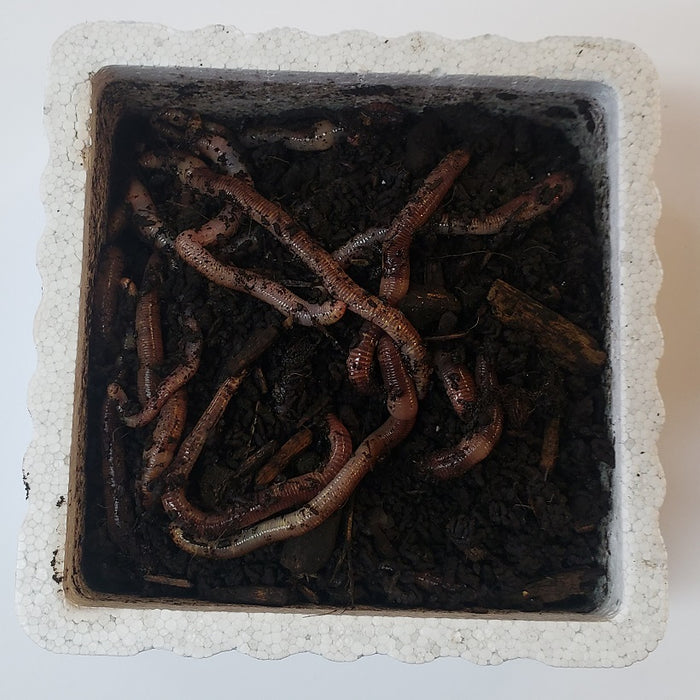TROUT WORMS